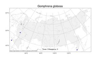 Gomphrena globosa, Гомфрена шаровидный L., Атлас флоры России (FLORUS) (Россия)