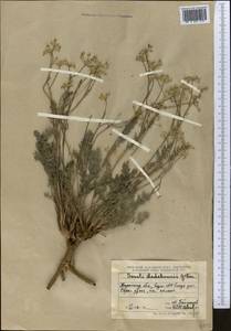 Конский фенхель Ледебура (G.Don) J.H.Xue, Chepinoga & K.P.Ma, Средняя Азия и Казахстан, Муюнкумы, Прибалхашье и Бетпак-Дала (M9) (Казахстан)