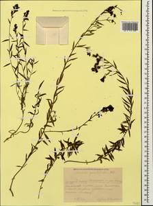 Льнянка дроколистная (L.) Mill., Кавказ, Краснодарский край и Адыгея (K1a) (Россия)
