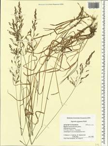 Полевица гигантская Roth, Крым (KRYM) (Россия)