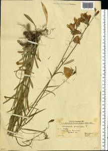 Колокольчик персиколистный L., Восточная Европа, Западно-Украинский район (E13) (Украина)