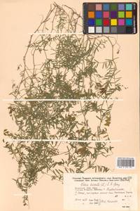 Горошек волосистый (L.) Gray, Сибирь, Дальний Восток (S6) (Россия)