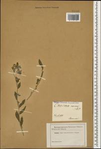 Оносма шелковистая Willd., Кавказ (без точных местонахождений) (K0)