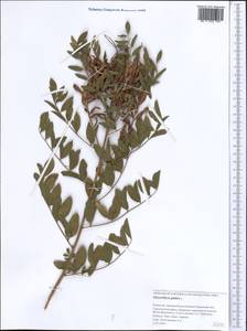 Солодка голая L., Средняя Азия и Казахстан, Прикаспийский Устюрт и Северное Приаралье (M8) (Казахстан)