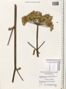 Heracleum sphondylium subsp. sibiricum (L.) Simonk., Восточная Европа, Северный район (E1) (Россия)