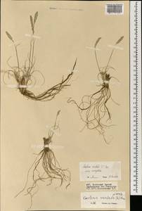 Тонконог пирамидальный (Lam.) P.Beauv., Монголия (MONG) (Монголия)