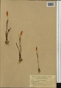 Crocus flavus Weston, Западная Европа (EUR) (Румыния)