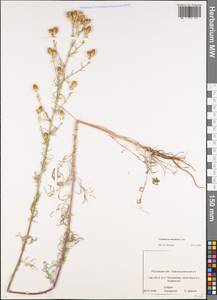 Centaurea stoebe subsp. stoebe, Восточная Европа, Ростовская область (E12a) (Россия)