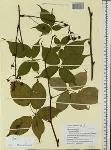 Ежевика канадская L., Восточная Европа, Московская область и Москва (E4a) (Россия)