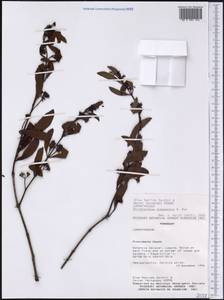 Struthanthus uraguensis (Hook. & Arn.) G. Don, Америка (AMER) (Парагвай)