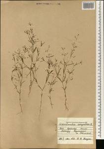 Oldenlandia corymbosa L., Африка (AFR) (Мали)