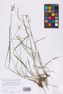 Ожика многоцветковая (Ehrh.) Lej., Восточная Европа, Московская область и Москва (E4a) (Россия)