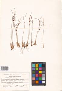 Oreojuncus trifidus (L.) Záv. Drábk. & Kirschner, Восточная Европа, Восточный район (E10) (Россия)