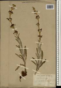 Salvia montbretii Benth., Зарубежная Азия (ASIA) (Турция)