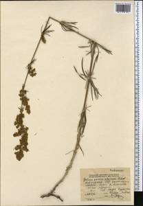 Galium pamiroalaicum Pobed., Средняя Азия и Казахстан, Северный и Центральный Тянь-Шань (M4) (Киргизия)