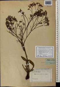 Кермек метельчатый (Pall. ex Willd.) Stankov, Кавказ (без точных местонахождений) (K0)
