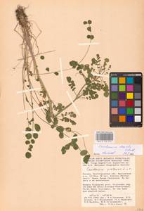 Cardamine pratensis subsp. dentata (Schult.) Čelak., Восточная Европа, Нижневолжский район (E9) (Россия)