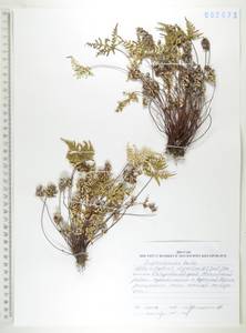 Алевритоптерис серебристый (S.G.Gmel.) Fée, Сибирь, Дальний Восток (S6) (Россия)