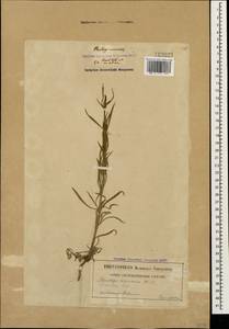 Подорожник песчаный Waldst. & Kit., Кавказ, Грузия (K4) (Грузия)