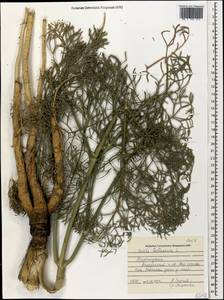 Жабрица извилистая L., Кавказ, Азербайджан (K6) (Азербайджан)