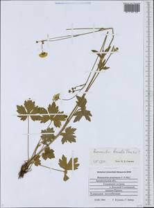 Лютик близкий C.A.Mey., Восточная Европа, Северный район (E1) (Россия)