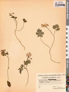 Хохлатка Городкова Karav., Сибирь, Чукотка и Камчатка (S7) (Россия)