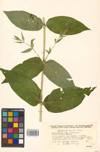 Silene cognata (Maxim.) H. Ohashi & H. Nakai, Сибирь, Дальний Восток (S6) (Россия)