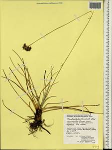 Фимбристилис зонтиковидный R.Br., Африка (AFR) (Сейшельские острова)