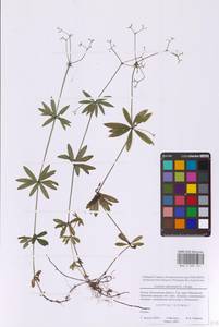 Подмаренник душистый (L.) Scop., Восточная Европа, Московская область и Москва (E4a) (Россия)