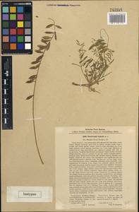 Oxytropis riparia Litv., Средняя Азия и Казахстан, Каракумы (M6) (Туркмения)