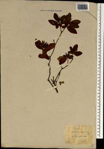 Rhododendron indicum (L.) Sweet, Зарубежная Азия (ASIA) (Япония)
