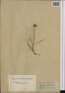 Phyteuma hemisphaericum L., Западная Европа (EUR) (Австрия)