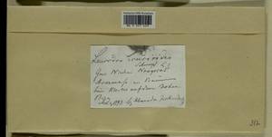 Leucodon sciuroides (Hedw.) Schwägr., Гербарий мохообразных, Мхи - Центральное Нечерноземье (B6) (Россия)