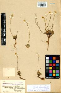 Draba baicalensis Tolm., Сибирь, Прибайкалье и Забайкалье (S4) (Россия)