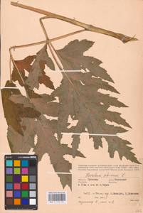 Heracleum sphondylium subsp. sibiricum (L.) Simonk., Восточная Европа, Центральный район (E4) (Россия)