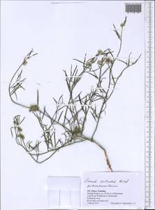 Limeum sulcatum (Klotzsch) Hutch., Африка (AFR) (Намибия)