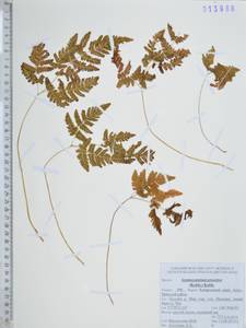 Голокучник иезский (Koidz.) Koidz., Сибирь, Дальний Восток (S6) (Россия)