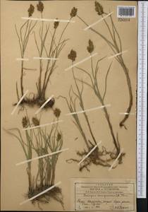 Поточник сжатый, Блисмус сжатый (L.) Panz. ex Link, Средняя Азия и Казахстан, Западный Тянь-Шань и Каратау (M3) (Казахстан)