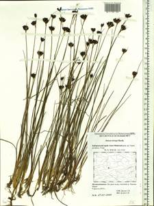 Juncus castaneus subsp. triceps (Rostk.) V. Novik., Сибирь, Дальний Восток (S6) (Россия)