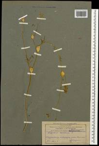 Клоповник пузырчатый L., Кавказ, Азербайджан (K6) (Азербайджан)