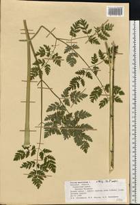 Болиголов крапчатый, Болиголов пятнистый L., Восточная Европа, Центральный лесостепной район (E6) (Россия)