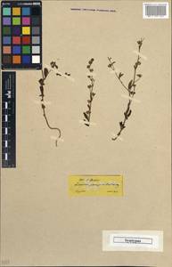 Chaenorhinum litorale subsp. pterosporum (Fisch. & C. A. Mey.) Davis, Зарубежная Азия (ASIA) (Турция)