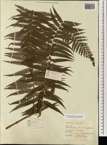 Cibotium barometz (L.) J. Sm., Зарубежная Азия (ASIA) (КНР)