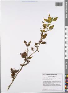 Паслен черный L., Восточная Европа, Белоруссия (E3a) (Белоруссия)