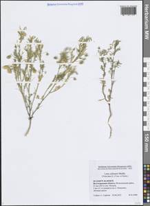Vicia lens (L.) Coss. & Germ., Восточная Европа, Нижневолжский район (E9) (Россия)