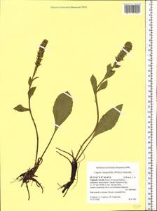 Лаготис цельнолистный (Willd.) Schischk. ex Vikulova, Сибирь, Алтай и Саяны (S2) (Россия)