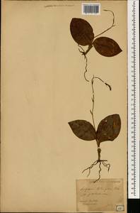 Liparis liliifolia (L.) Rich. ex Lindl., Зарубежная Азия (ASIA) (Япония)