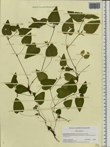 Фиалка собачья L., Восточная Европа, Центральный район (E4) (Россия)