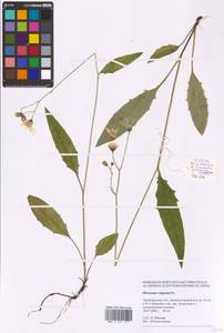 Hieracium lachenalii subsp. cruentifolium (Dahlst. & Lübeck ex Dahlst.) Zahn, Восточная Европа, Северо-Западный район (E2) (Россия)