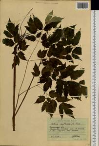 Actaea rubra subsp. rubra, Сибирь, Западная Сибирь (S1) (Россия)